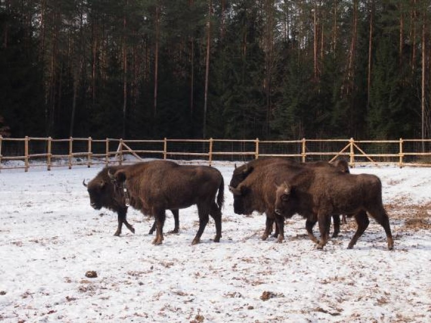 W Puszczy Augustowskiej żubry żyją już rok. Zobacz, jak sobie radzą [ZDJĘCIA]