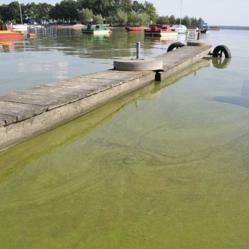 Sinice od lat są problemem Jeziora Dużego w Turawie.