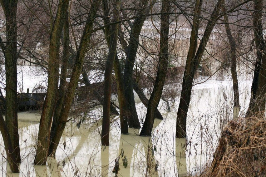 Powódź Międzychód 2011: 10-18 stycznia