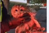 Gliwiccy policjanci zaopiekowali się ... sową, którą potem przejęło Leśne Pogotowie w Mikołowie