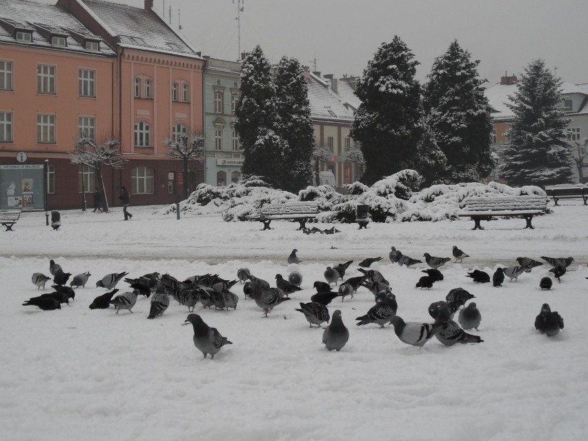 Zima w Żorach jest piękna i biała. Zobacz nasz Rynek, park przy ul. Rybnickiej i inne rejony miasta