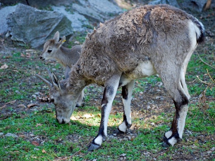 Nowości z zoo