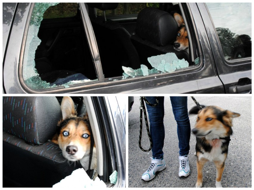 Pies uwięziony w samochodzie

Myszkowscy policjanci uwolnili...