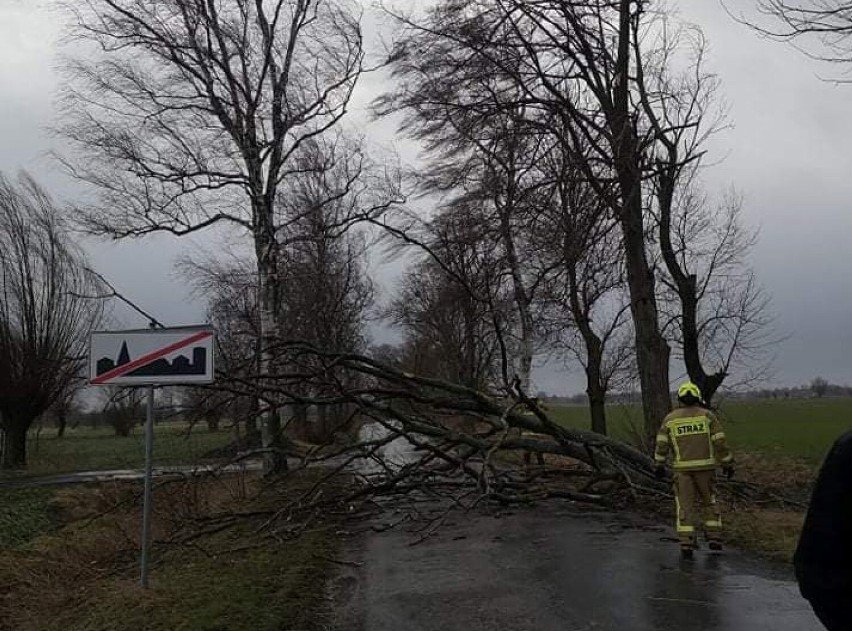 Powiat elbląski. Wichura powaliła ponad 160 drzew