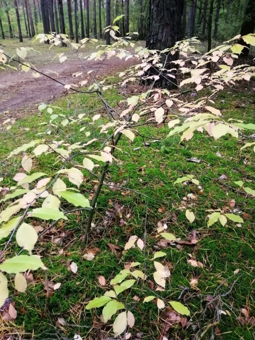 Jak wygląda jesień w lasach wokół Zduńskiej Woli?