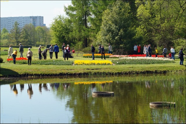 Ogród Botaniczny w Łodzi w drugi dzień Świąt Wielkiej Nocy. Kwitną już tulipany