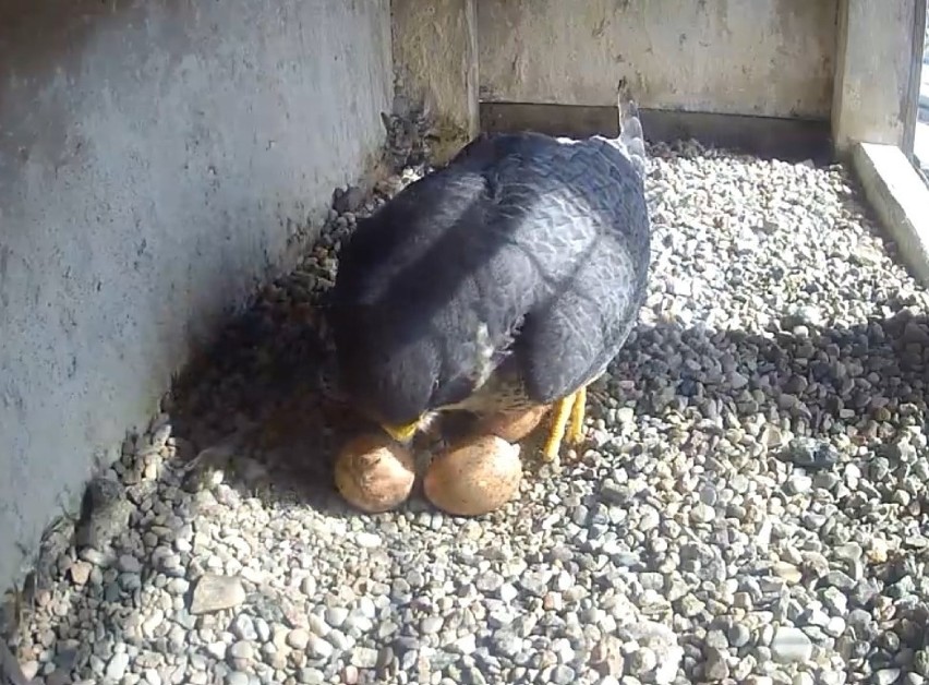 Gdyńskie sokoły mają 4 jaja. Trwa inkubacja. Już niedługo Bosman i Bryza znów zostaną rodzicami. Do wyklucia zostały około 23 dni