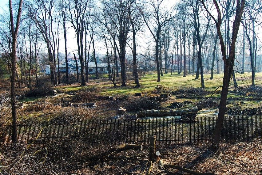 Nowy Sącz. Rzeź czy odnowa parku? Co dalej z Parkiem Strzeleckim [ZDJĘCIA]