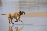 Na plażę z psem. Gdzie w Trójmieście wolno wejść z psem na plażę? Które plaże dostępne są dla zwierząt latem?