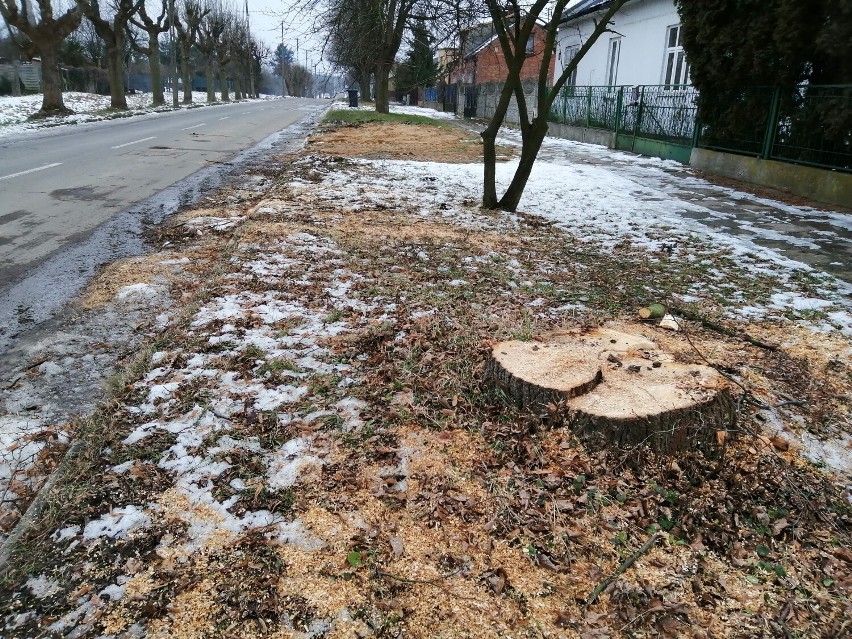 Przebudowa ulicy Staszica w Zduńskiej Woli. Wycinka drzew trwa