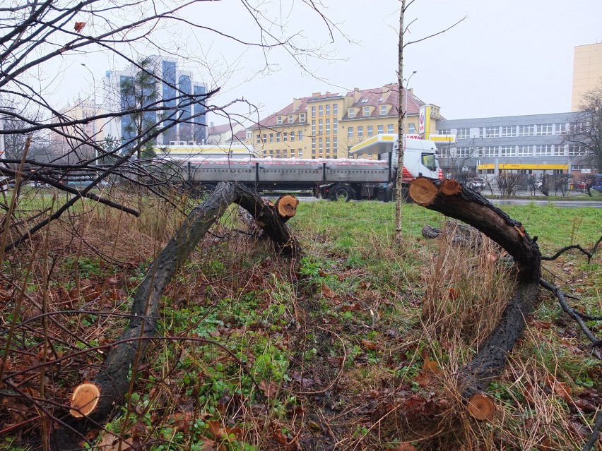 Przebudowa skrzyżowania w centrum Opola. Razem dla Opola proponuje przesadzanie aż 1200 drzew 