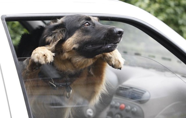 Zdjęcie ilustracyjne: Pies w samochodzie w upalne dni może dostać udaru.