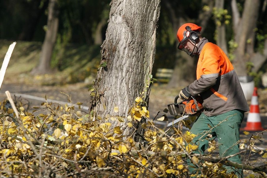 Sosnowiec: Trwa wycinka drzew na Stawikach. MOSiR zapowiada, że to początek prac [ZDJĘCIA]