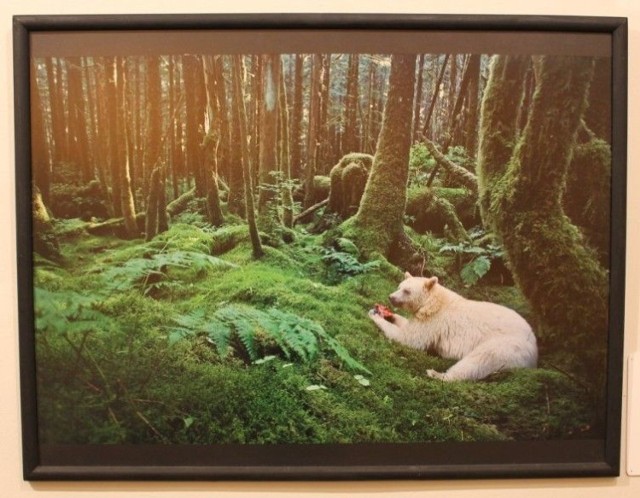Duch puszczy - Paul Nicklen, Kanada. III. miejsce w kat. - Zwierzęta w swoim środowisku. Fot. Piotr A.Jeleń