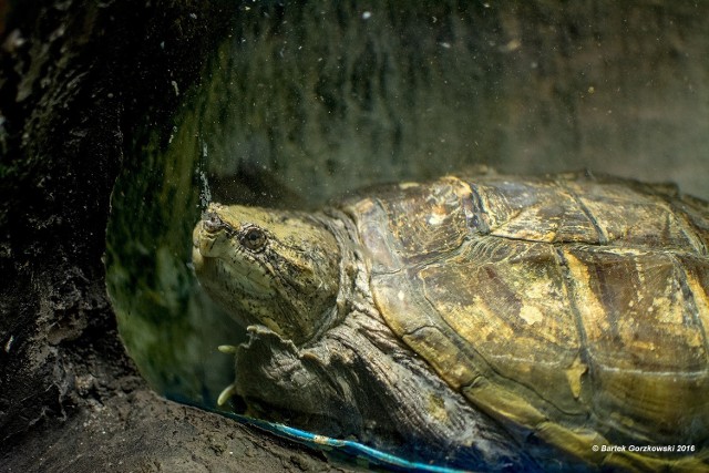 Zamojskie zoo dostało żółwia jaszczurowatego