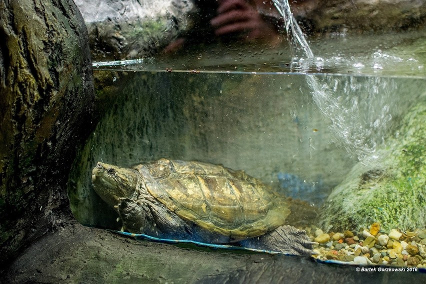 Zamojskie zoo dostało żółwia jaszczurowatego (ZDJĘCIA)