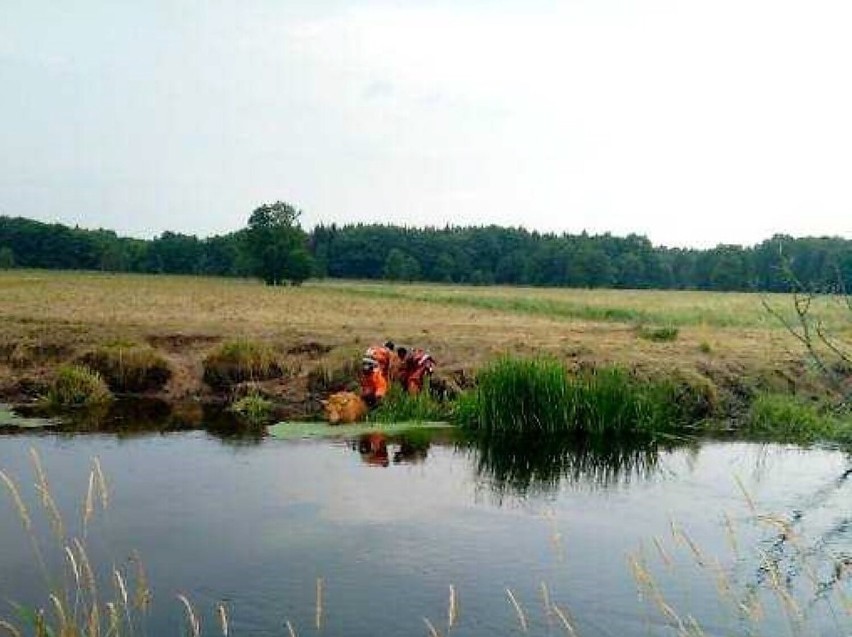 Rzeka Wieprza, okolica Łętowa