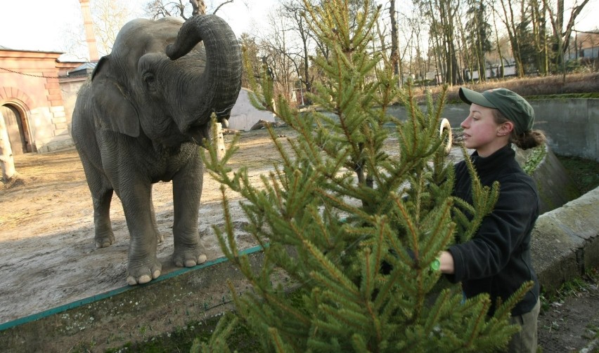 24.12.2013 wroclaw zoo wroclaw ogrod zoologiczny swieta...