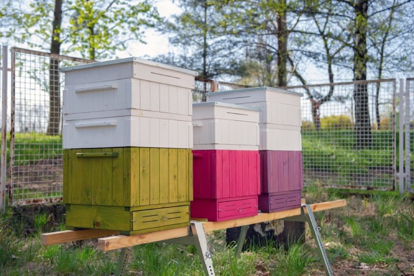Pszczoły zamieszkały w Szombierkach - w Bytomiu rozpoczęła...