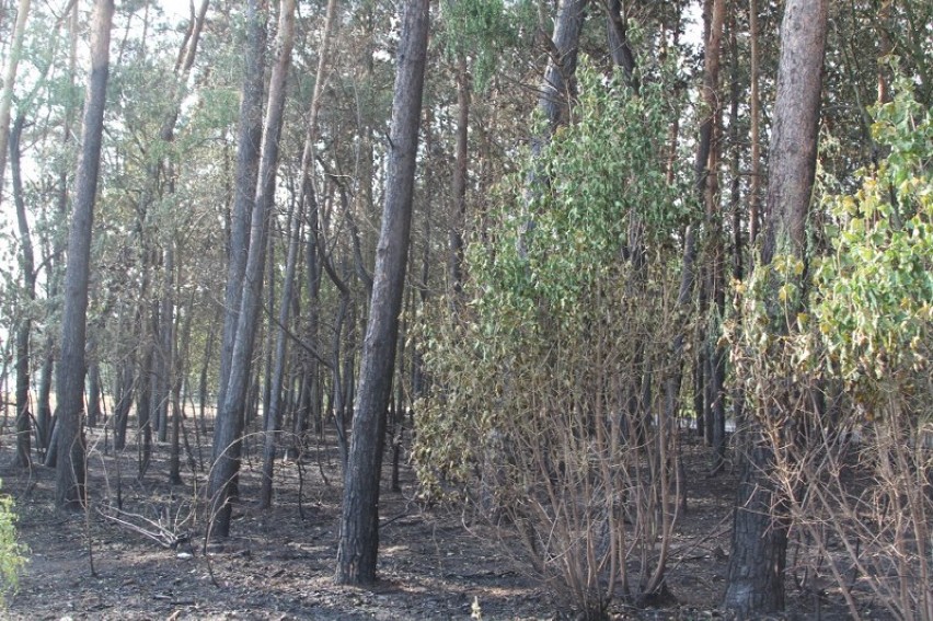 Pożar zboża oraz lasu na trasie Kaszczor - Łupice 