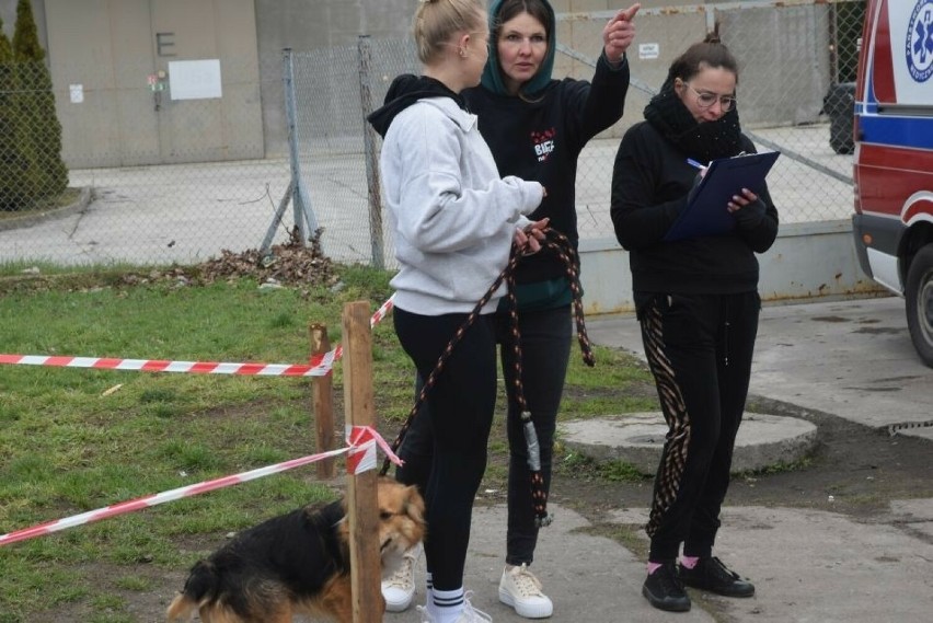 Bieg na sześć łap w Radomiu. Ponad 70 psów ze Schroniska dla Bezdomnych Zwierząt miało aktywny poranek, radomianie ich nie zawiedli