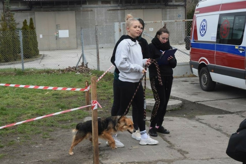Bieg na sześć łap w Radomiu. Ponad 70 psów ze Schroniska dla Bezdomnych Zwierząt miało aktywny poranek, radomianie ich nie zawiedli