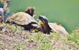 Żółwie zadomowiły się w stawie w centrum Sieradza. Czy zagrażają ekosystemowi? (zdjęcia)
