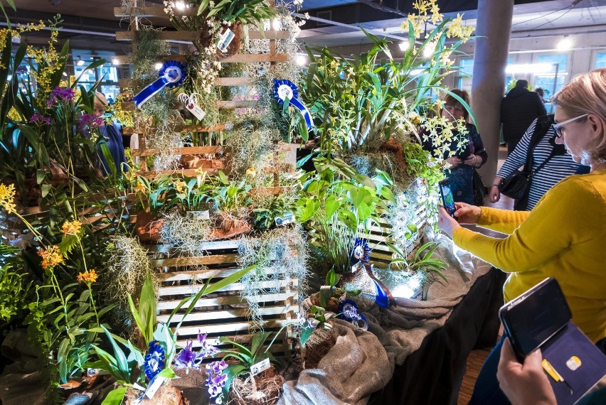 Wystawa storczyków "Orchodea 2020". Piękne rośliny w BUW-ie