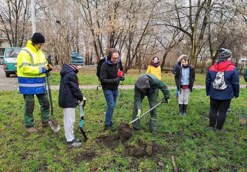 Kraków. Mieszkańcy Krowodrzy założyli jabłoniowy sad. To projekt realizowany przez członków grupy Ogrodnicza Krowodrza [ZDJĘCIA]