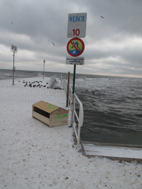 Spora część z nich dotyczyła podchodzących pod osiedla dziki...