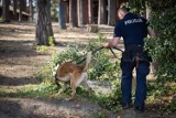 Owczarki Krak i Mim świetnie się spisały podczas Zawodów Przewodników Psów Służbowych Żandarmerii Wojskowej 