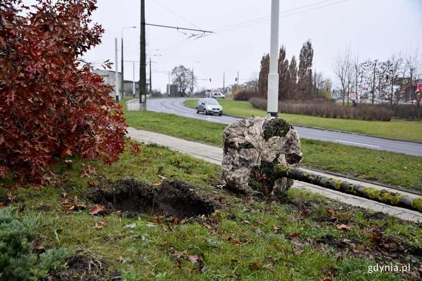 Przy okazji budowy węzła przy stacji PKM Karwiny nie zostaną wycięte okoliczne drzewa. "Trudne czasy" przeczekają w Kolibkach ZDJĘCIA