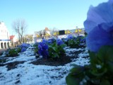 Sławno 1 kwietnia. Śnieg powitał 1 kwiatnia mieszkańców Sławna