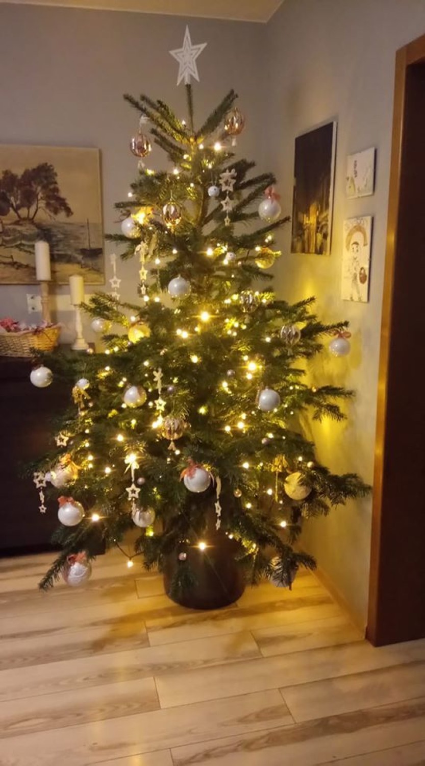 Sycowianie pokazali swoje świąteczne drzewka. Zobaczcie piękne choinki (FOTO)