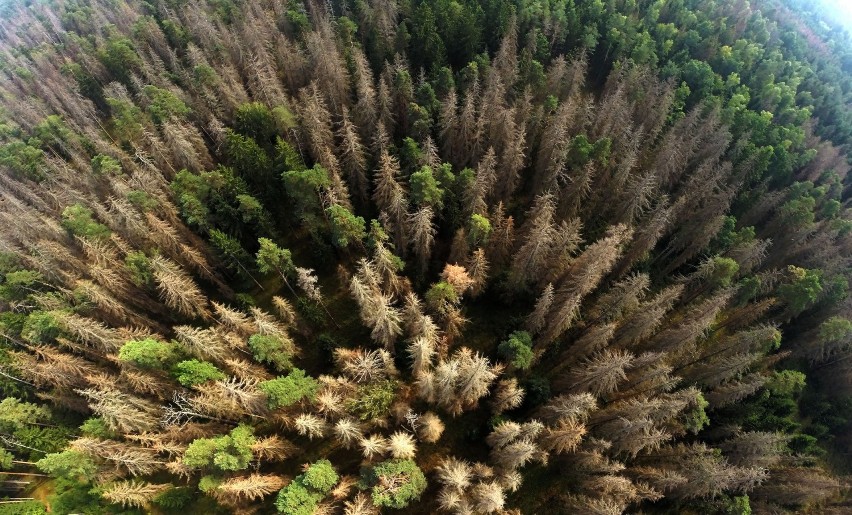 W Puszczy Białowieskiej jest już kilka milionów martwych drzew. Widok apokaliptyczny - alarmuje dyrektor Lasów Państwowych 
