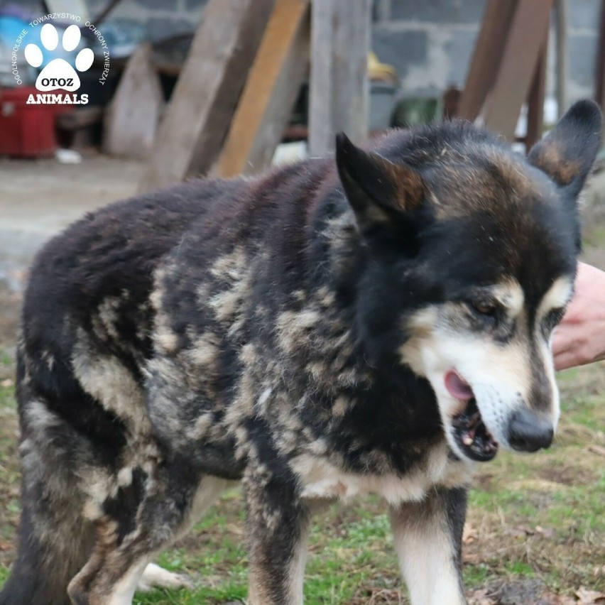 Tragedia dwóch psów w Lublińcu. Przez 8 miesięcy żyły bez dostępu do wody i jedzenia