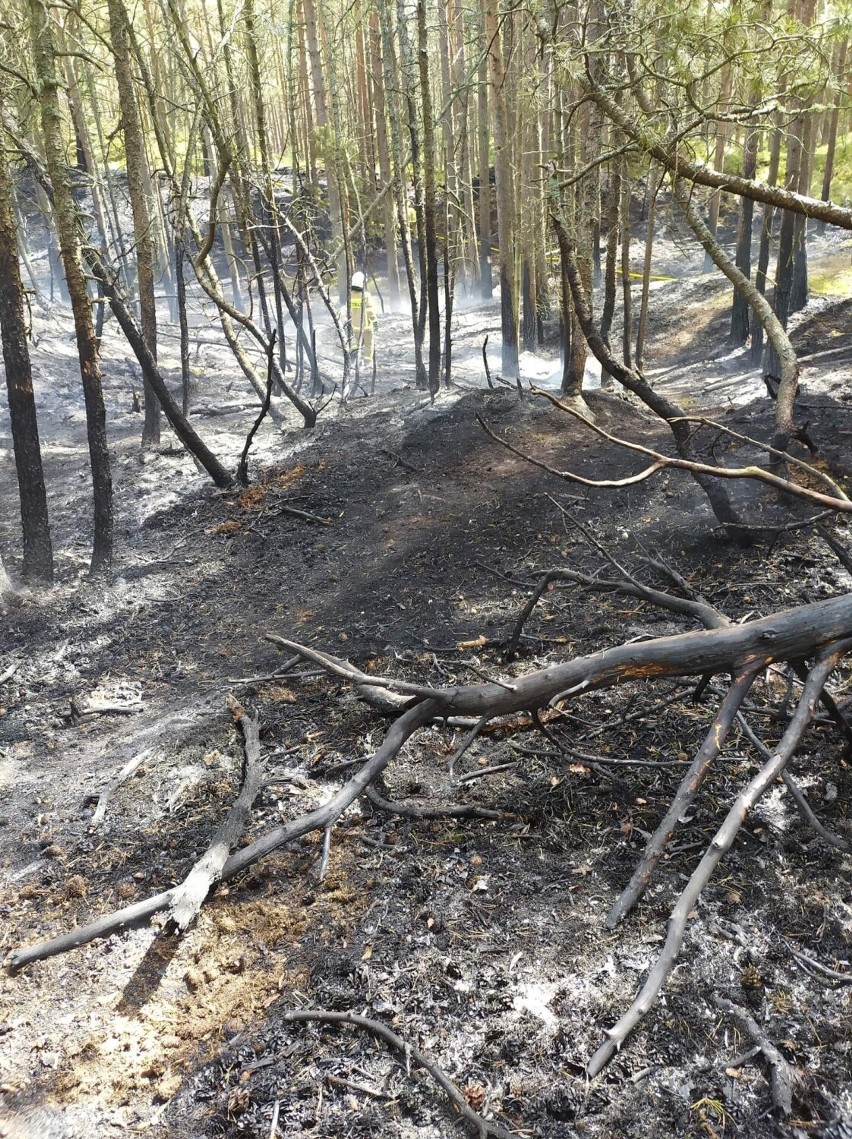 Pożar lasu w Białogórze - 10 maja 2022 r.