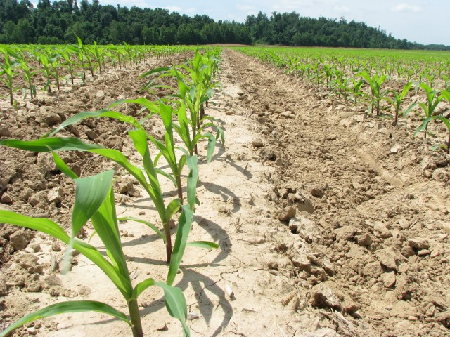 Substratem do produkcji biogazu ma być kiszonka z kukurydzy.