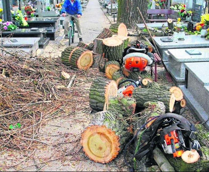 Proboszcz parafii w Kaszczorze zlecił wycięcie drzew przy...