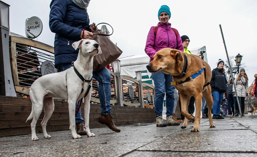 Spacer psów z opiekunami po Długim Targu w Gdańsku