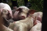 Powiatowy Lekarz Weterynarii w Wągrowcu wydał komunikat w sprawie afrykańskiego pomoru świń! dotyczy on części gm. Skoki