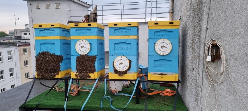 Pszczoły na dachu Urzędu Miasta w Gdyni od początku roku wyprodukowały około 42 kilogramy miodu!