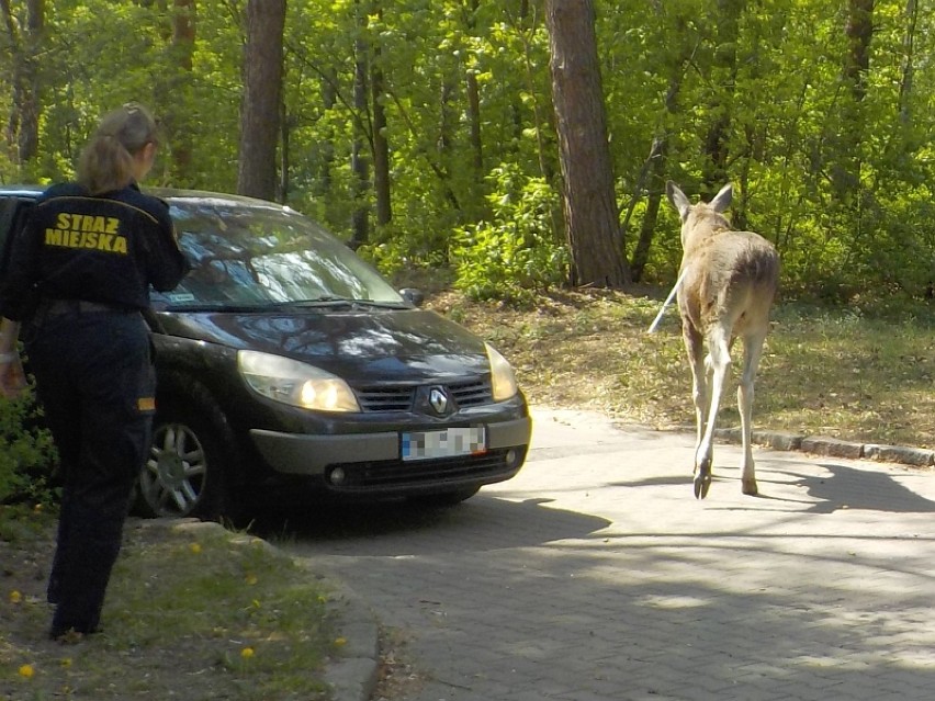 Nietypowy gość rodem z serialu ''Przystanek Alaska'' na...