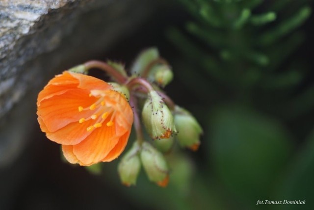 Ogród Botaniczny w Zielonej Górze. W obiektywie Tomasza Dominiaka