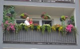 Konkurs Augustowskie ogrody i balkony przyjazne pszczołom w Augustowie. Weź udział, wygraj nagrodę