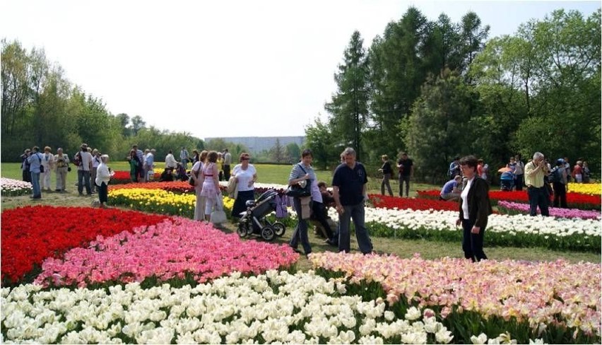 Wystawa tulipanów.fot. Mariusz Reczulski