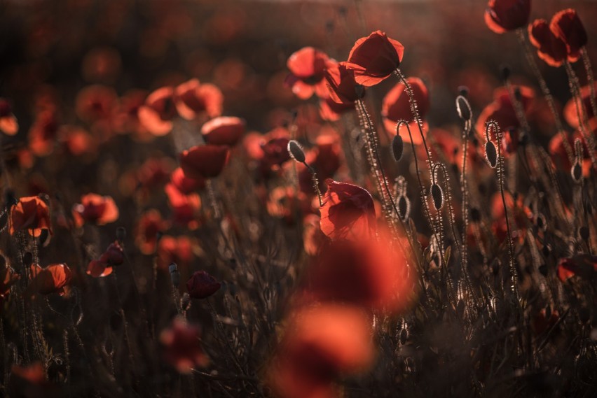 Foto. Mariola Liberkowska. Czerwone pola pełne maków .