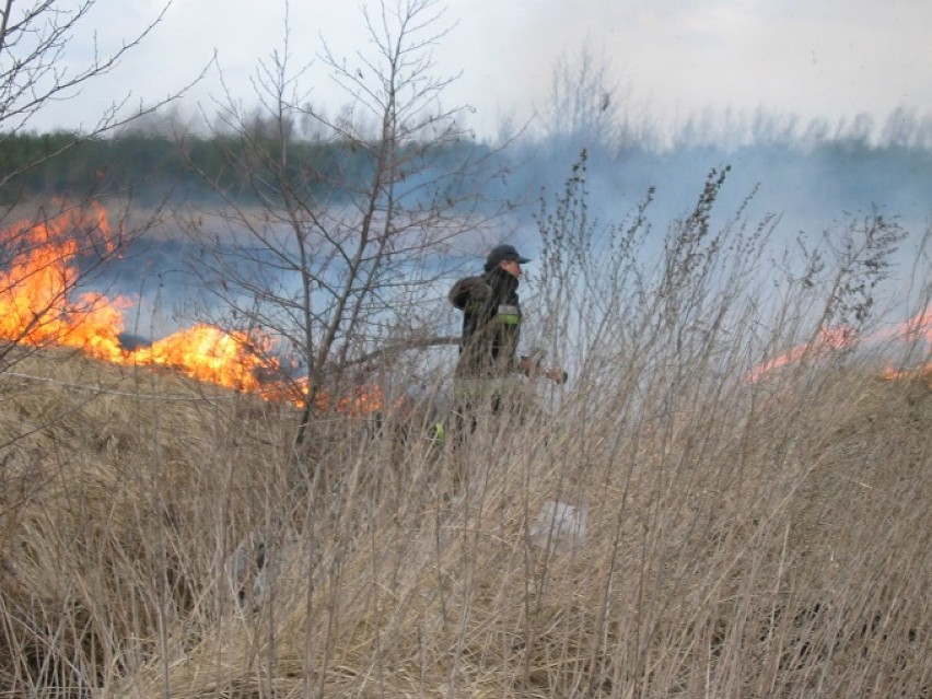 Pożary traw. Straż pożarna walczy z wypalaniem łąk i nieużytków