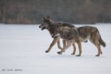 Wilki można spotkać w lasach województwa łódzkiego. Nie trzeba się bać wilków. To piękne drapieżniki mówią przyrodnicy 12.01.2022
