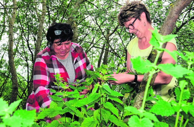 Beata Szafrańska i Ewa Wiatrowska w trakcie zbiorów.